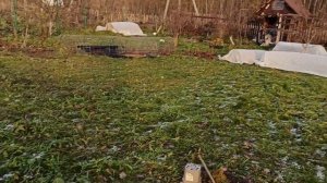 Штамбовые розы! Укрытие, финал!