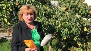 Подкормка осенью для урожая следующего года! Важные о?