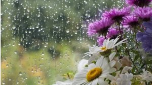 ДОЖДИ В АВГУСТЕ