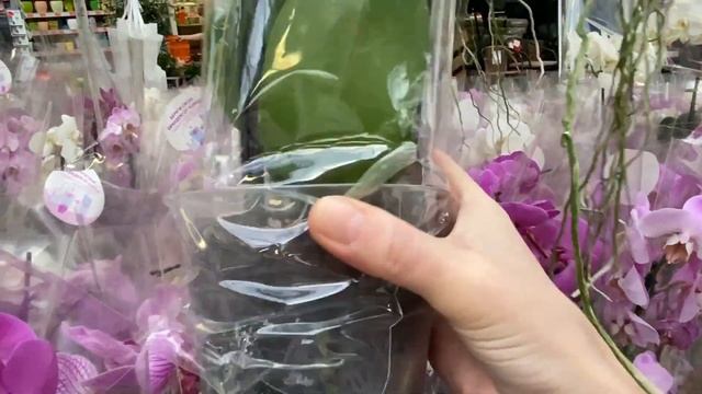 "ОБИ", "АШАН"...КАК ТО ТАК. ЗА ТО МНОГО УДОБРЕНИЙ. смотреть онлайн