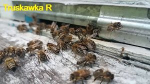 #Пчёлы. Если пчёлы начали это делать, значит улей забит