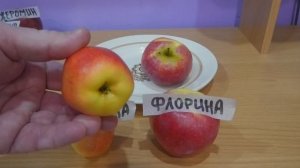 Яблоки Флорина VS Хармони Делорина.