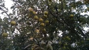 Капельный полив.