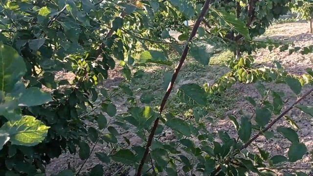 Слива Топ Фирст (Top First) 7.07.2025 перспективная новинка смотреть онлайн