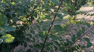 Слива Топ Фирст (Top First) 7.07.2025 перспективная новинка