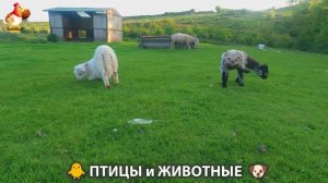 Видео про животных и птиц для души (104)