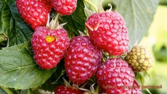 Малина ремонтантная Королевский Пингвин 🌿 обзор: как смотреть онлайн