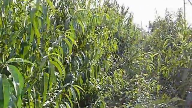 Персик "Крымская осень" смотреть онлайн