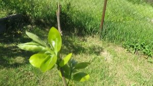 Хурма  перезимовала удачно.