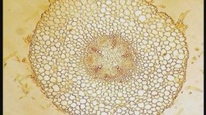 Корень. Клеточное строение корня