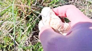 ТИХАЯ ОХОТА В СТЕПЯХ КАЗАХСТАНА =//=БЕЛЫЙ СТЕПНОЙ ГРИБ =