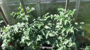 Томатный Гном Завиток удачи - это простой Гном с огром?