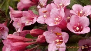 Вейгела цветущая Минуэт (veygela-tsvetushchaya-minuet) 🌿 обзор: как