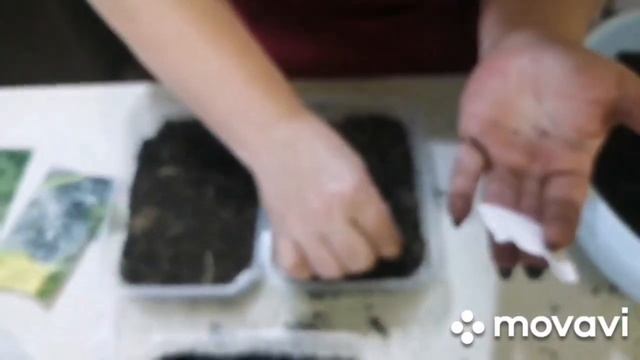 Проверяем хвойные из семян на всхожесть. Советы и опыт