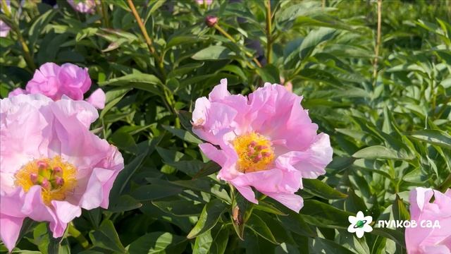 Пион Новость Алтая. Пулков сад (2025 г.) смотреть онлайн