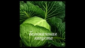 Всё про капусту — секреты, сорта, советы!