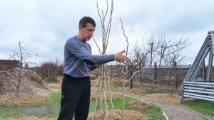 Как сформировать шелковицу Тортуоза?