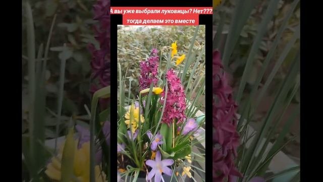 Мастер-класс: Красивые композиции из луковичных расте