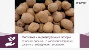 Методы селекции растений | Биология 11 класс #10 | Инфоур?