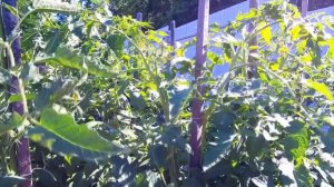 Томат Mega Marv красный мясистый крупноплодный к сожалени