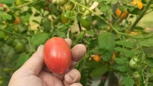 Томаты Черри в теплице,Пьенолло дель Везувио, Секрет П