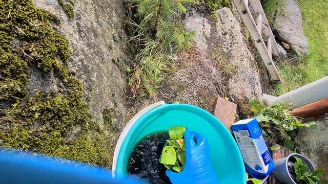 Купание черенков Крупнолисной Гортензии в Фитоспарин смотреть онлайн