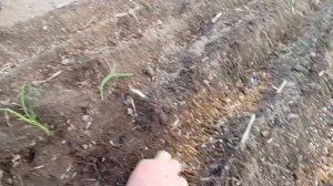 Высадили лук Эксибишен, Айлса  Грей .. ., подкормки