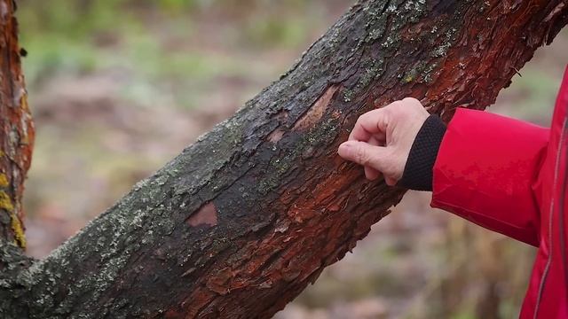 Обработка деревьев в конце осени