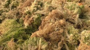 Как ХРАНИТЬ МОХ сфагнум и лесной  КАЧЕСТВА и ПРИМЕНЕНИ