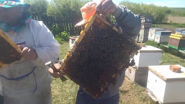 Продажа пчёл 3 мая на высадку. смотреть онлайн