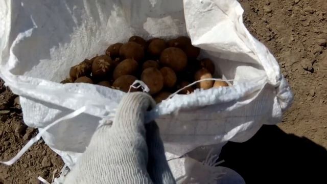 Посадка картофеля мотоблоком SHTENLI 1900 PRO с пониженной п? смотреть онлайн