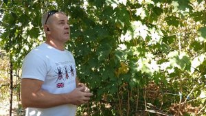 Искореняющая обработка виноградника, обязательный по