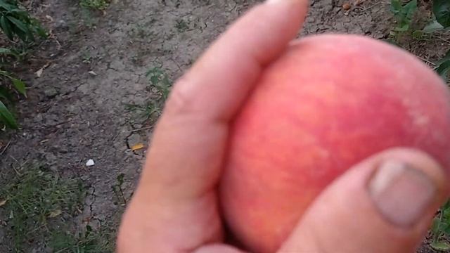 Персик Коллинз смотреть онлайн