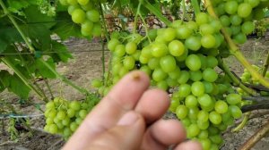 Виноград Хелена на 7.08.23 🍇👍🤠