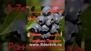 Садовая голубика