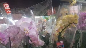 ОБЗОР СОРТОВЫХ растений в OBI по хорошей цене.