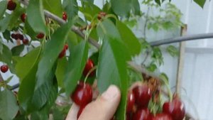 ШИКАРНАЯ ЧЕРЕШНЯ))Крупноплодная Чёрная))Ростов-на-Дон?