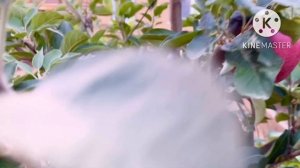 Яблоня Джеромини ❤️