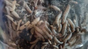 ГДЕ КУПИТЬ НАСТОЙКУ ВОСКОВОЙ МОЛИ●УНИКАЛЬНЫЕ ВОЗМОЖ?