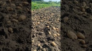 Какой урожай картофеля будет в 2025 году? Результат в по?