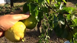 Груша осеннего срока созревания ГовЕрла