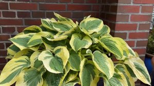 Хосты в саду и контейнерах 🌿 Мой опыт, грунт и защита ?