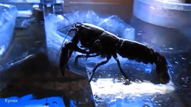 От чего зависит внешний вид Чёрного австралийского рака (Koonac) — Cherax preissii (Erichson, 1846)