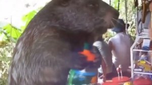 Песня Клип КАПИБАРА Rasa - Пчеловод ПАРОДИЯ / Capybara