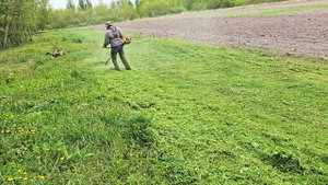 Покос травы бензокосой Alpina Star 55D 2003 года.