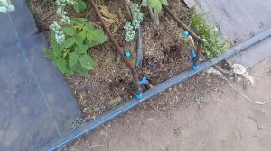 Капельный полив голубики. Какие плюсы, какие минусы.