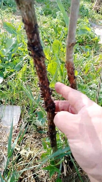 Ловчий пояс наносишь по коре? Никогда так не делай! (ло? смотреть онлайн