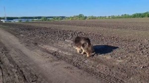 Как пометила сорта фасоли. Опытные поля. Обстановка.....