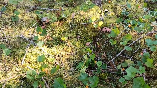 10.07.24 сбор морошки в Финляндии, наткнулся на полянку по смотреть онлайн