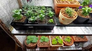 ВСЯ #ПРАВДА О #ЦИОН. ЧЕСТНЫЙ ОТЗЫВ!